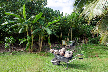 AITUTAKI - SEP 17:Many coconuts in full wheelbarrow on Sep 17 2013.Coconut is a very versatile and indispensable fruit.It's a complete food rich in calories, vitamins, and minerals.のeditorial素材