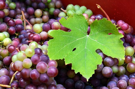 Larg vine leaf over a bunch of hand-picked red wine grapes. Ripe grapes from the vineyard. Wine...