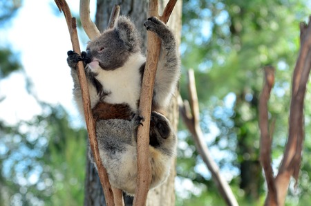 Koala (Phascolarctos cinereus) climb on an eucalyptus tree in Australia.の写真素材