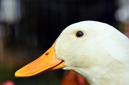 Face of a domestic white duck in a farm.Traditional free range poultry farmingの写真素材