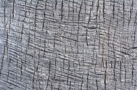 Palm tree trunk background texture close-up. BWの写真素材