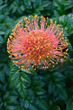 Native Australian Grevillea plant blooms in home garden.