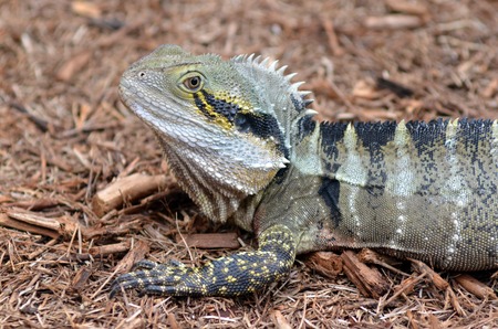 Australian Eastern Water Dragon in the wild of Queensland, Australia.