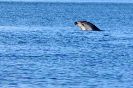 PAIHIA, NZ - MAY 11 2014:Common dolphin leaping out of the water.Each year from September to May over 20,000 dolphins are slaughtered in Japan.のeditorial素材