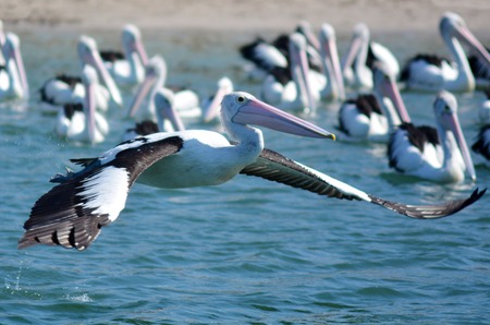 Native Australian Pelicans on Gold Coast Queensland, Australia.の写真素材