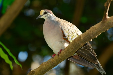 Brush Bronzewing sit on a tree branch in the Australian dry forest.の写真素材