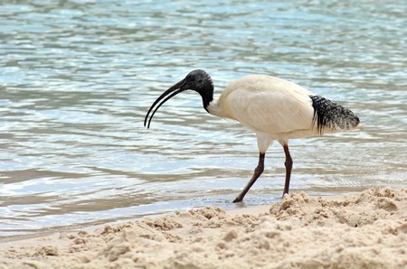 Australian White Ibis,Threskiornis aethiopicus, view of profile and walking, isolated on white backgroundの写真素材