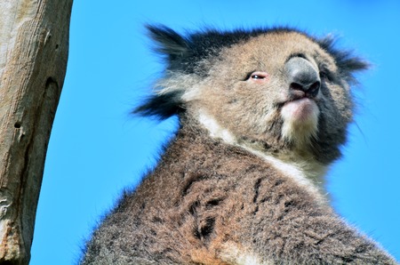 Koala (Phascolarctos cinereus) sit on an eucalyptus tree in Australia. portrait.の写真素材