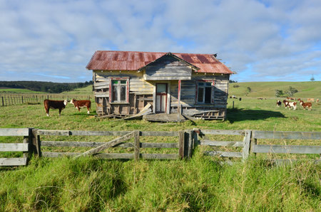 KAITIA, NZ - APRIL 24 2014: Holstein Cows grazing in very old farm.The income from dairy farming is a major part of the New Zealand economy, becoming an NZ$11 billion industry by 2010.のeditorial素材