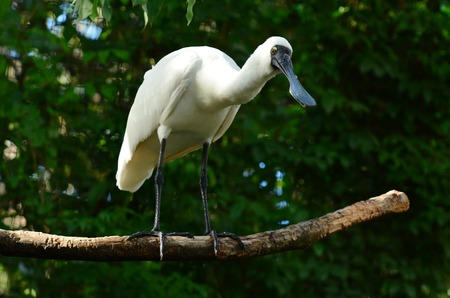 Royal Spoonbill Platalea regia stand on a tree branch in the Australian wetland.の写真素材