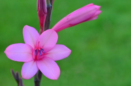 Pink Gladiolus flower blooms in the garden during the spring season.の写真素材