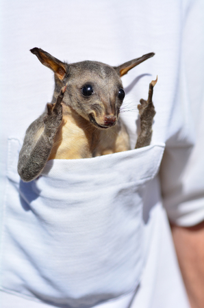 Funny baby common brushtail possum sit in a pocket.の写真素材