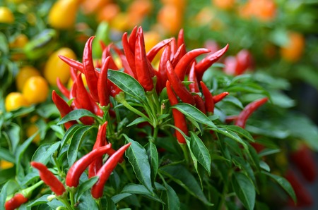 Chili grow in the garden.の写真素材