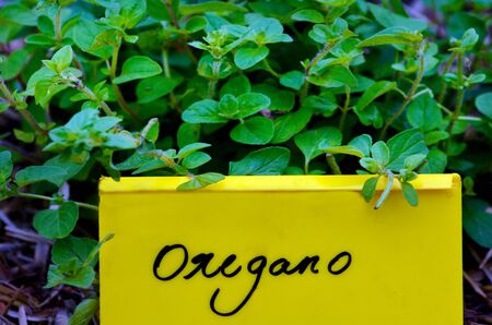 Oregano plant with nam tag, grow in home garden.の写真素材