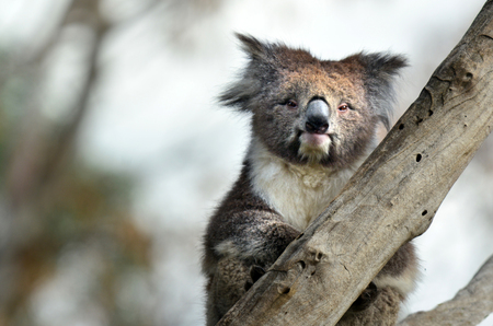 Koala (Phascolarctos cinereus) sit on an eucalyptus tree in Australia. Looks at the cameraの写真素材