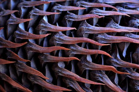 Dry spiky natural abstract background texture.の写真素材