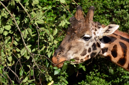 Giraffe eating leaves of a tree.の写真素材
