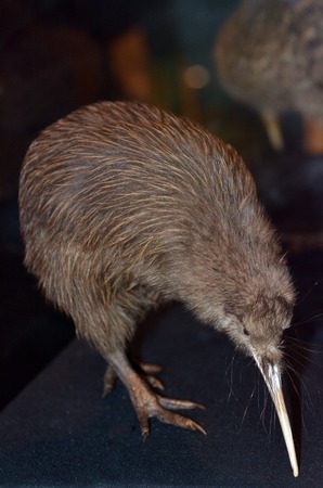 Taxidermy Brown Kiwi, Apteryx mantelli×¥の写真素材