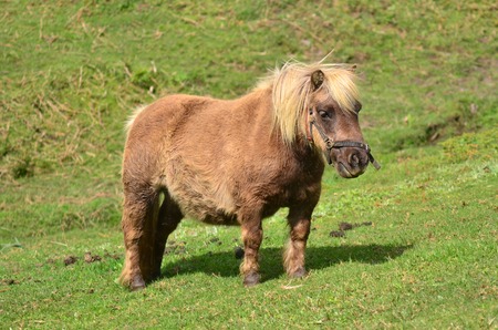 Brown Pony outdoor in the farm.の写真素材