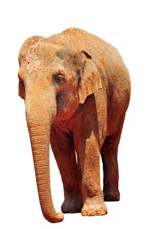 A silhouette of a Asian Elephant covered in brown red mudの写真素材