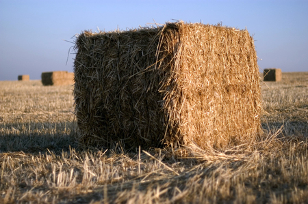 Bales of hay at sunset, Israel.の写真素材