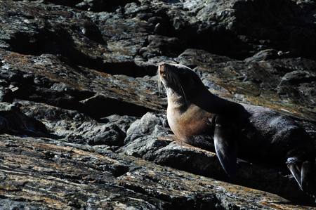 Tired seals doze on rocks in the summer sun in Fiordland, southern New Zealand. Fiordland National Park occupies the southwest corner of the South Island of New Zealand. It is the largest of the 14 national parks in New Zealand, with an area of 12,500 km,の写真素材