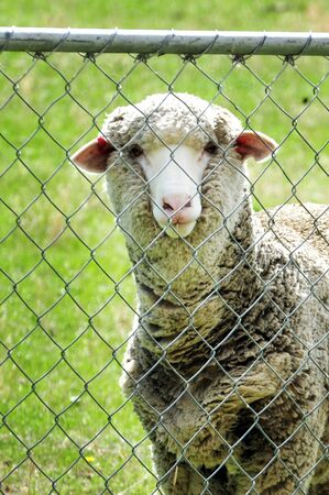 Farm with sheep landscape in south Island, New Zealand.の写真素材