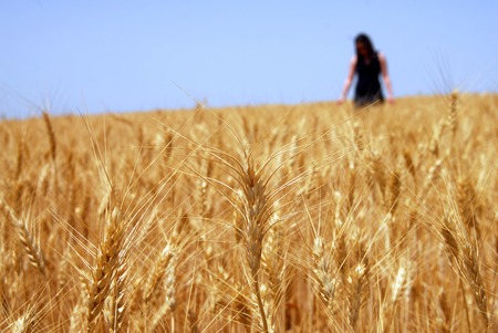 Woman dressed in black walks through a wheat field.の写真素材