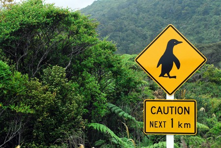 Caution Penguins road sign next 1 km and native bust on southern West Coast of New Zealand.の写真素材