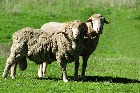 Close up of farm with sheep in south Island, New Zealand.