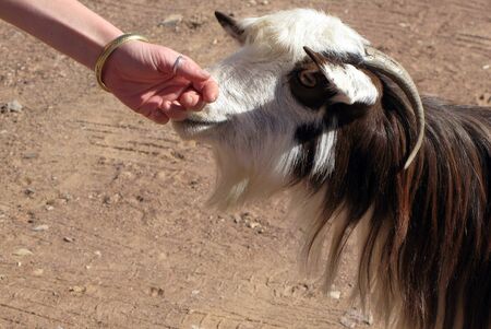 Mountain goats on Jebel Shams, Oman.の写真素材