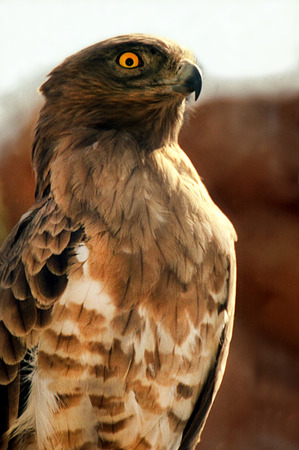 Brown Falcon (Falco berigora) portrait.