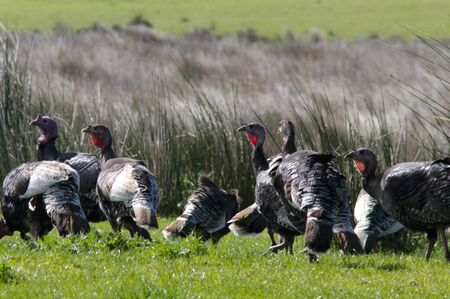 Flock of wild Turkeys in the nature.の写真素材