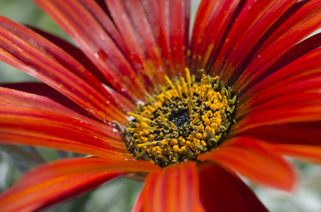 Close up of red daisy texture.の写真素材