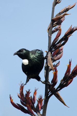 Tui (Prosthemadera novaeseelandiae) An endemic passerine bird of New Zealand.の写真素材