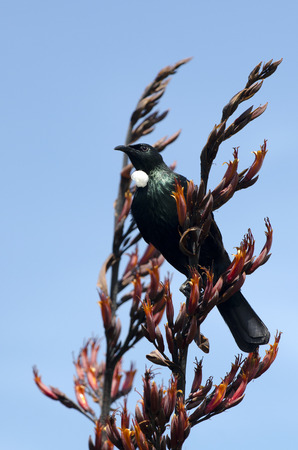 Tui (Prosthemadera novaeseelandiae) An endemic passerine bird of New Zealand.の写真素材