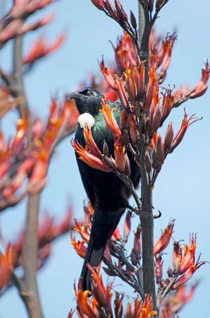 Tui (Prosthemadera novaeseelandiae) An endemic passerine bird of New Zealand.の写真素材