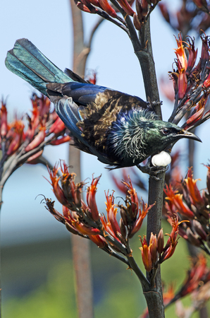 Tui (Prosthemadera novaeseelandiae) An endemic passerine bird of New Zealand.の写真素材