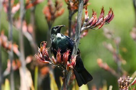 Tui (Prosthemadera novaeseelandiae) An endemic passerine bird of New Zealand.の写真素材