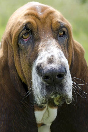 Basset Hound dog male portrait.の写真素材
