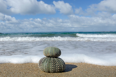 Kina shells on the beachの写真素材