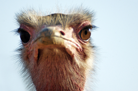 Portrait of Ostrichの写真素材