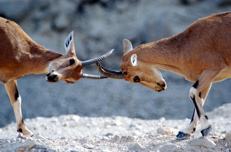 Two Ibex Mountain goats fight over female/territory near the Dead Sea, Israel.の写真素材