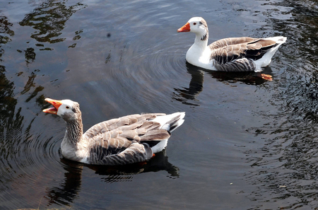 Ducks in the Kerikeri river, New Zealand.の写真素材