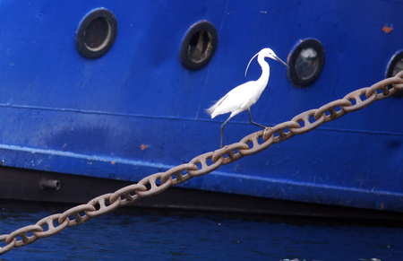 White Heron on a boat anchor chain in the Nile river, Egypt.の写真素材