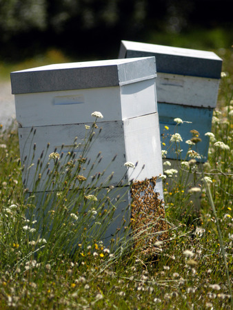 Beehives in a field of flowers