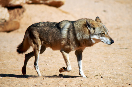 Gray wolf in the desert.