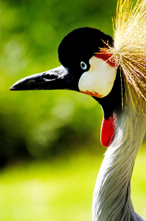 Beautiful crowned crane with blue eye and red wattleの写真素材
