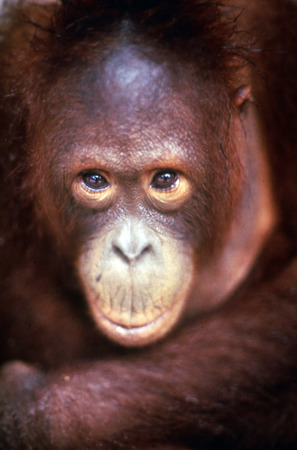 Orangutan close up.の写真素材