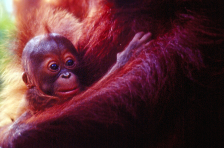 Orangutan baby and his mother.の写真素材